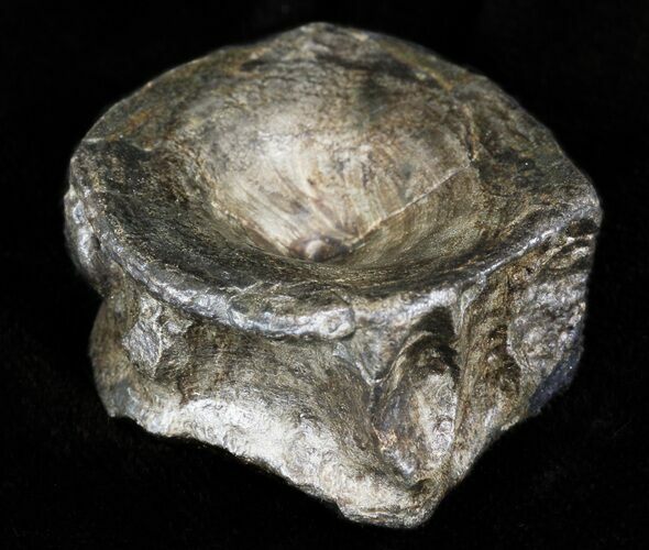 Ichthyosaur Vertebrae - Somerset, England #46148